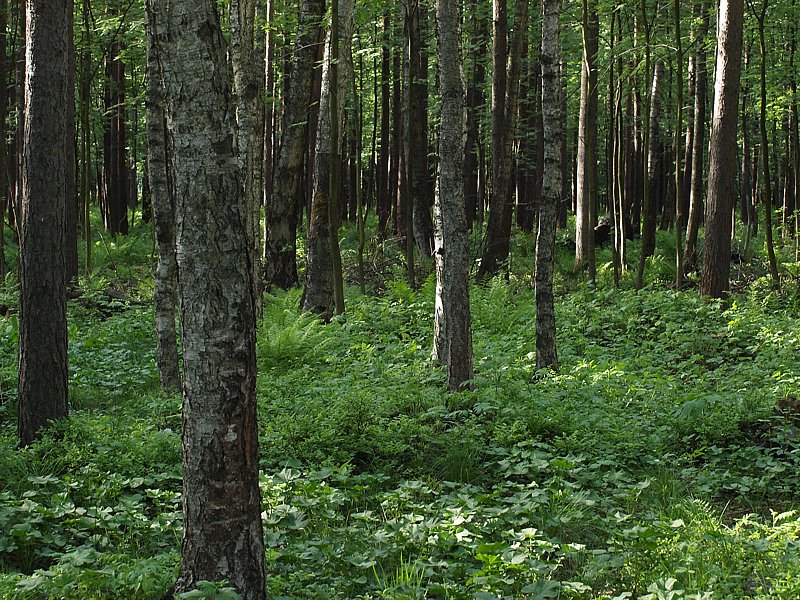 Пискарёвский парк, изображение ландшафта.