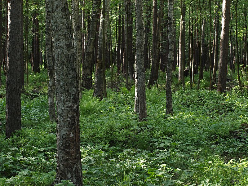 Пискаревский Парк Фото