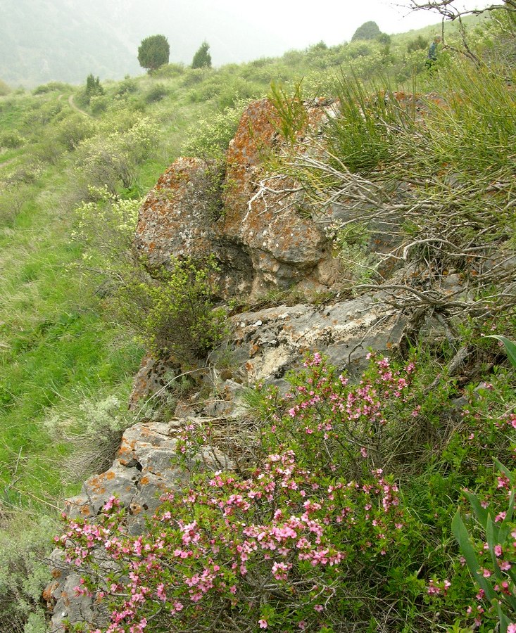 Сазаната, image of landscape/habitat.