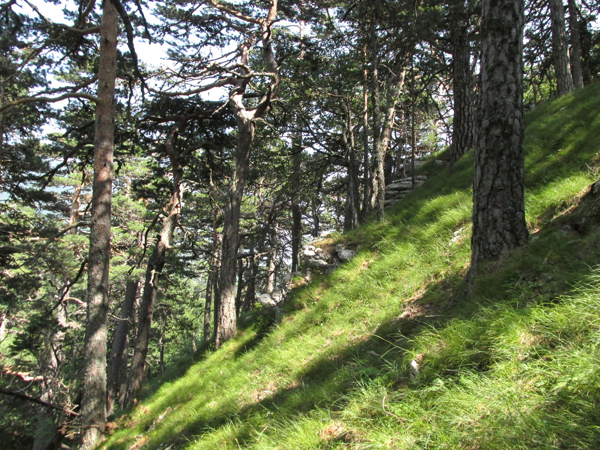 Гурзуфское Седло, image of landscape/habitat.