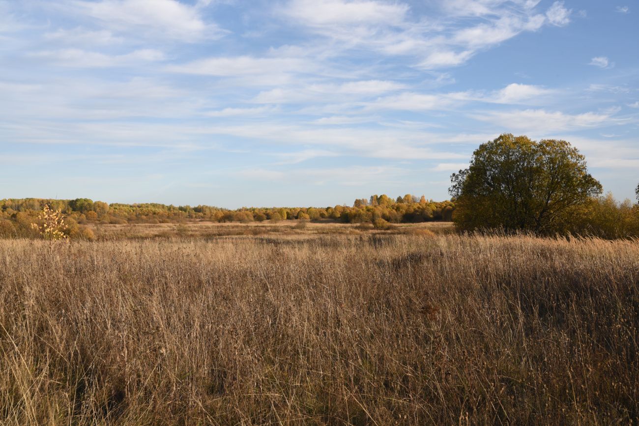 Окрестности деревни Никитск, image of landscape/habitat.