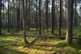 Борок и окрестности, изображение ландшафта.