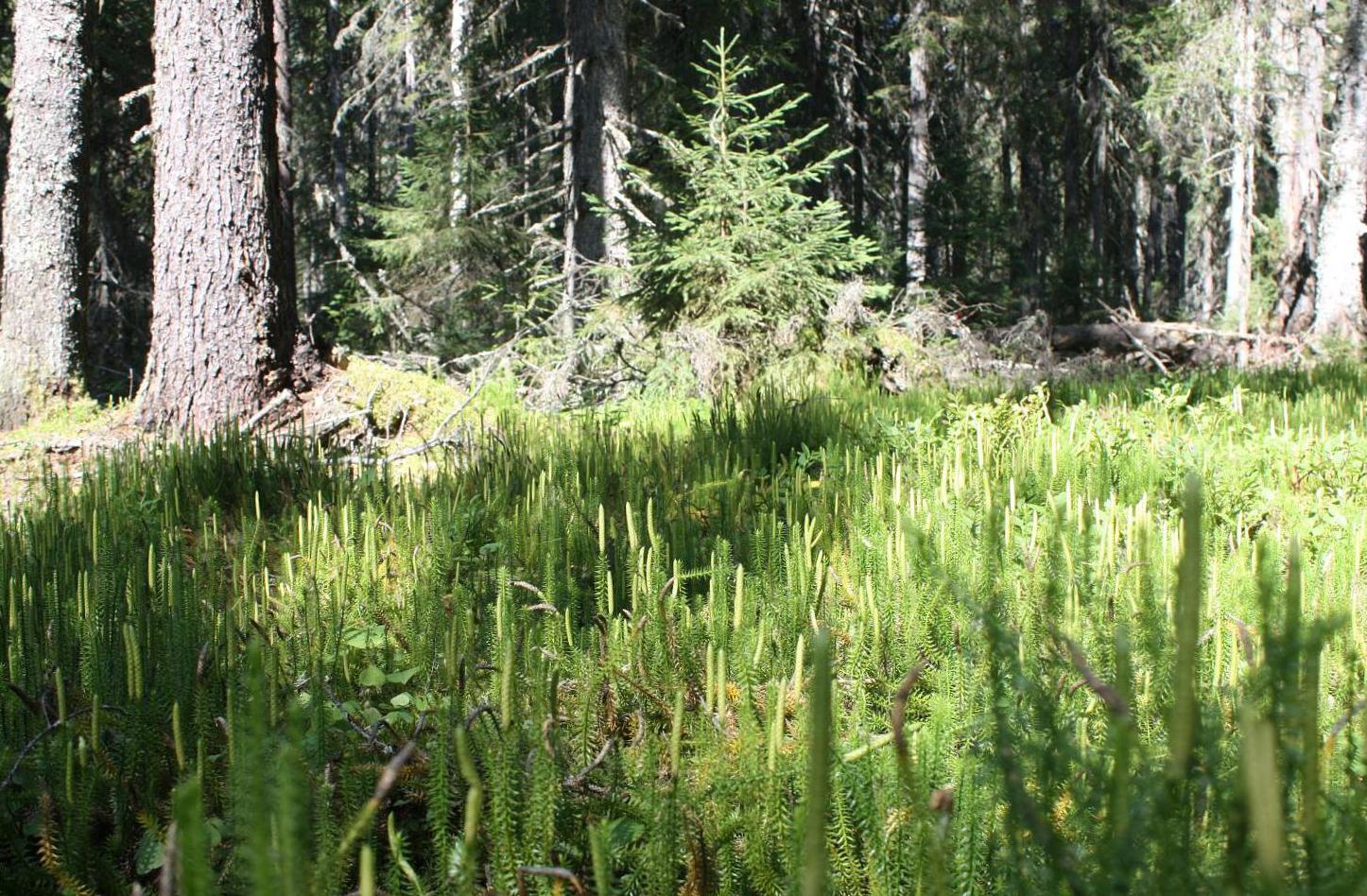 Уфтюго-Илешский массив, image of landscape/habitat.