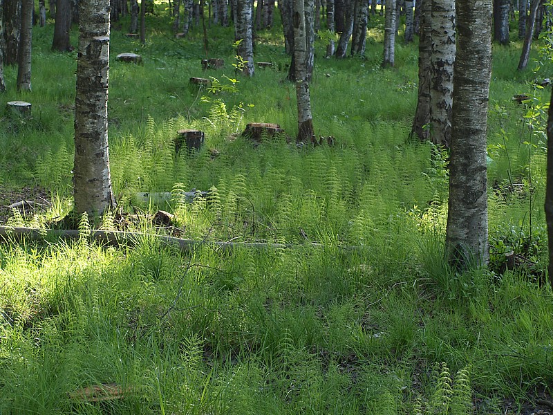 Пискарёвский парк, image of landscape/habitat.