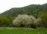 Сазаната, image of landscape/habitat.