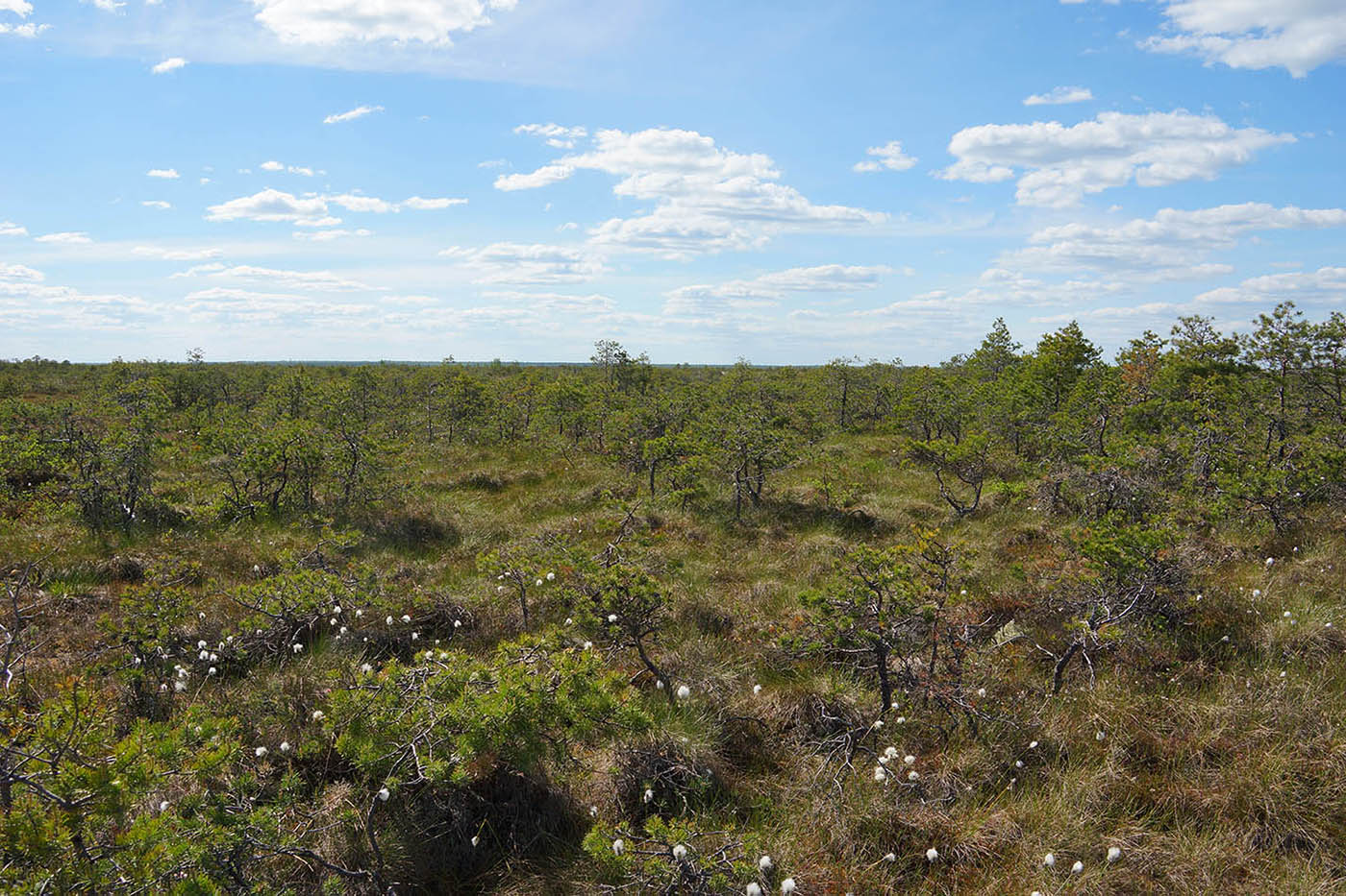 Васюганское болото, Болтное, image of landscape/habitat.