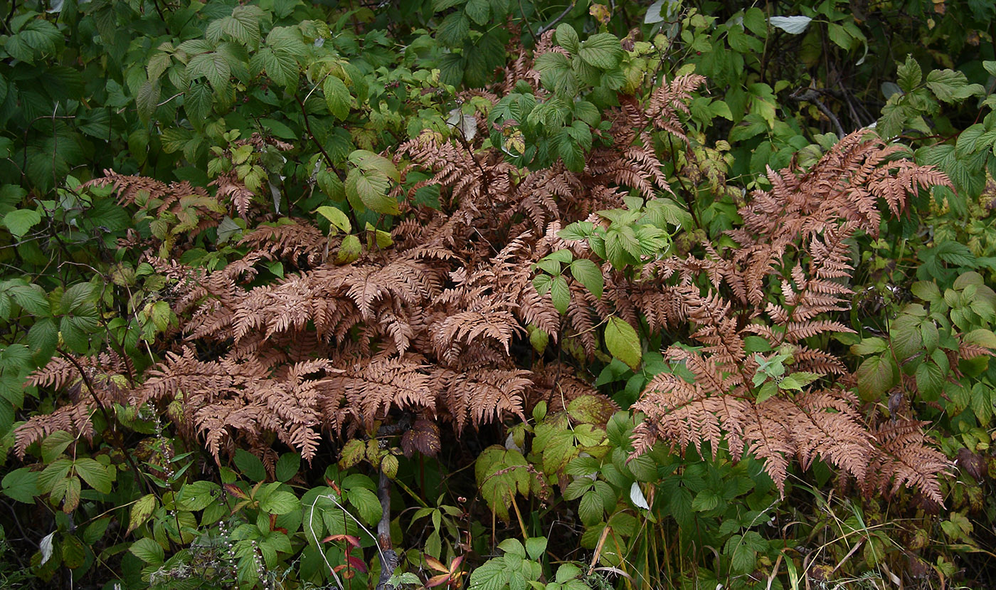 Порт Байкал, image of landscape/habitat.