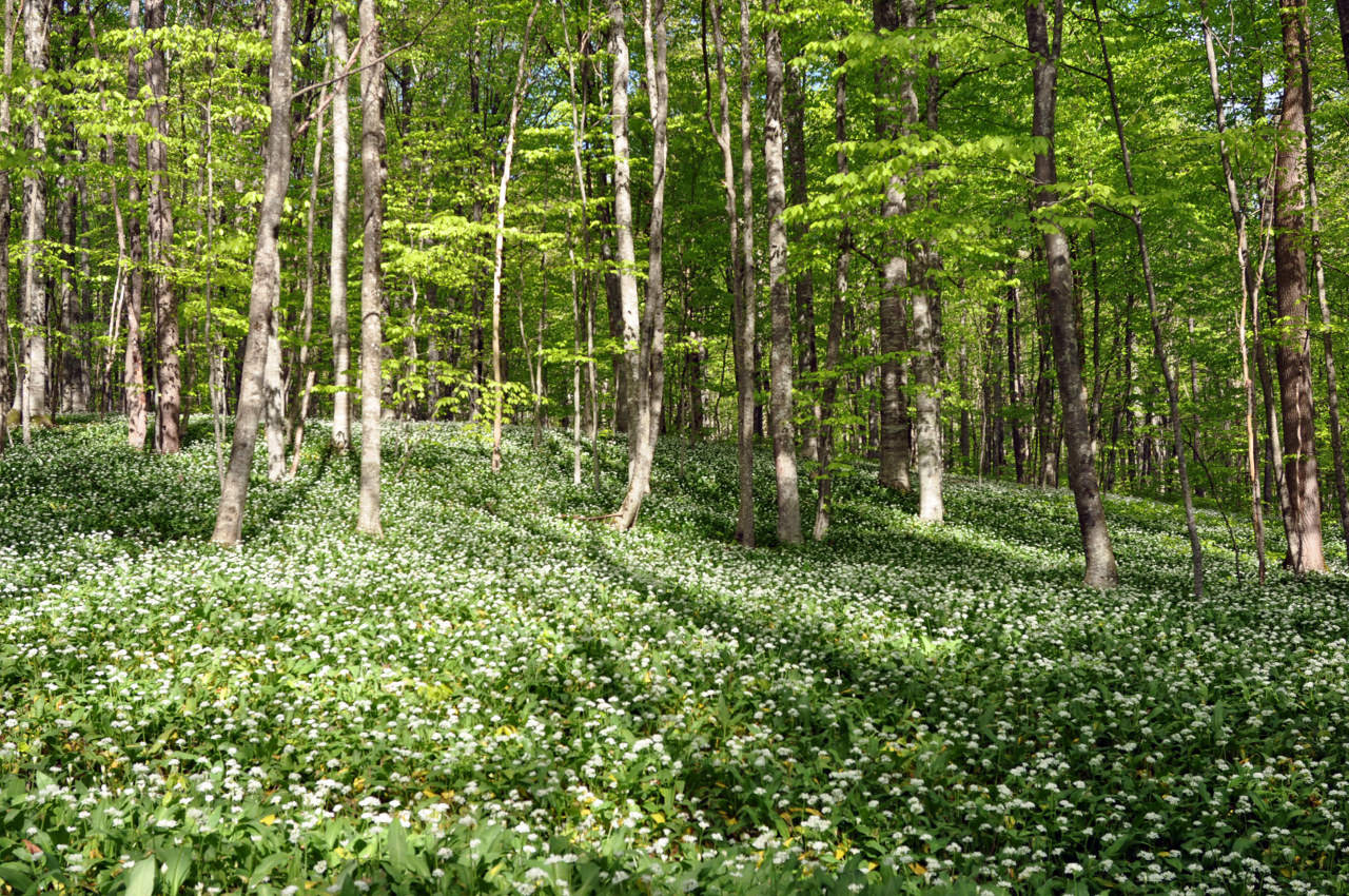 Гора Зауда, image of landscape/habitat.