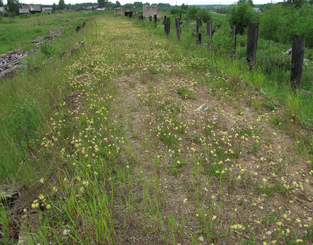 Усть-Шоноша, image of landscape/habitat.