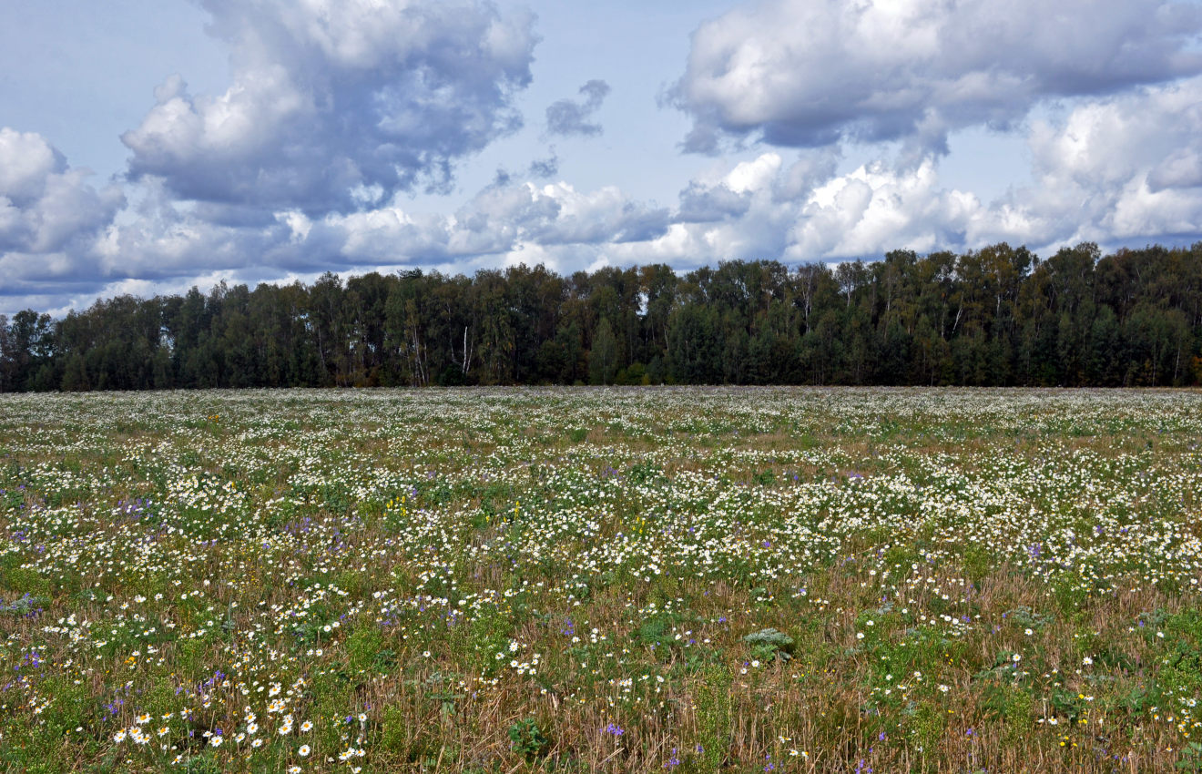 Окрестности села Клишино, image of landscape/habitat.