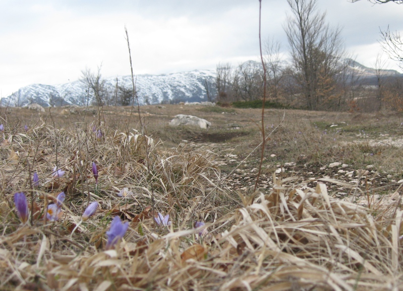 Нижнее плато Чатыр-Дага, image of landscape/habitat.