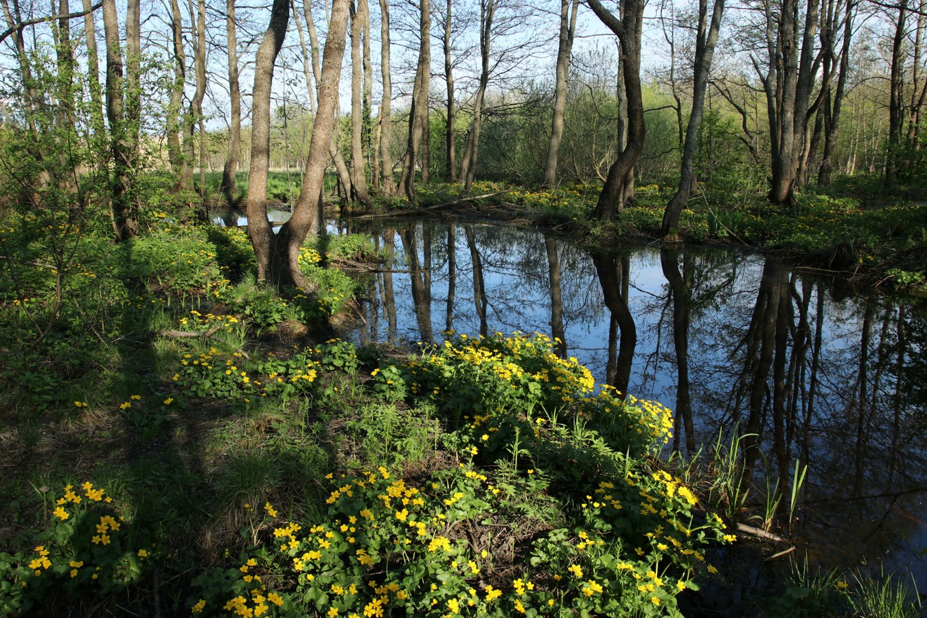 Большая Ижора, image of landscape/habitat.