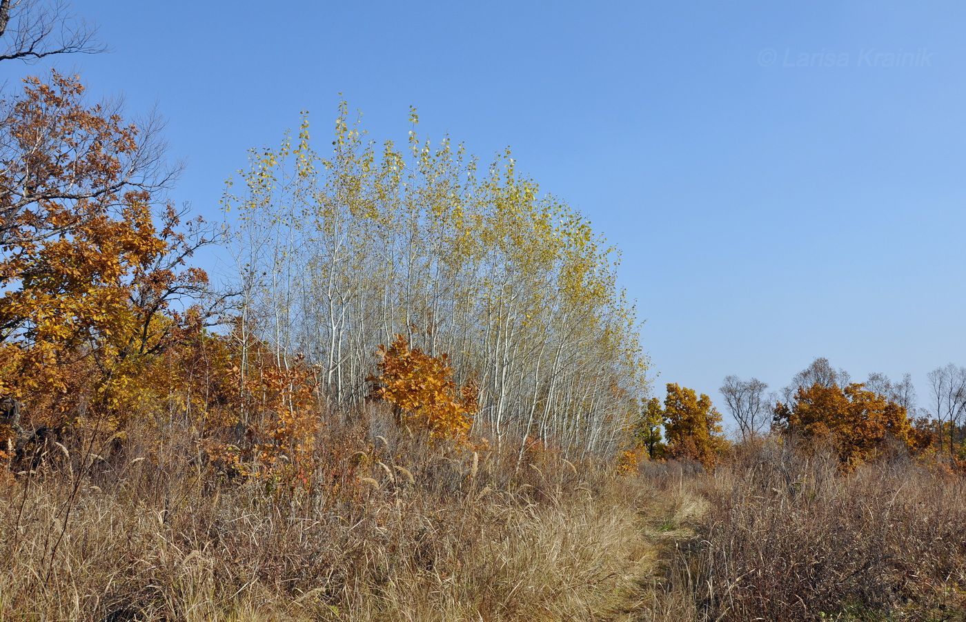 Монакино, изображение ландшафта.