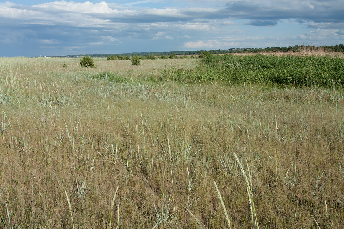 Большая Ижора, image of landscape/habitat.