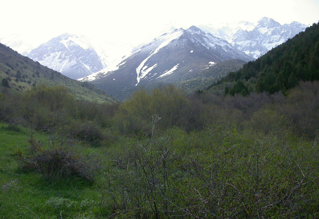 Сазаната, image of landscape/habitat.