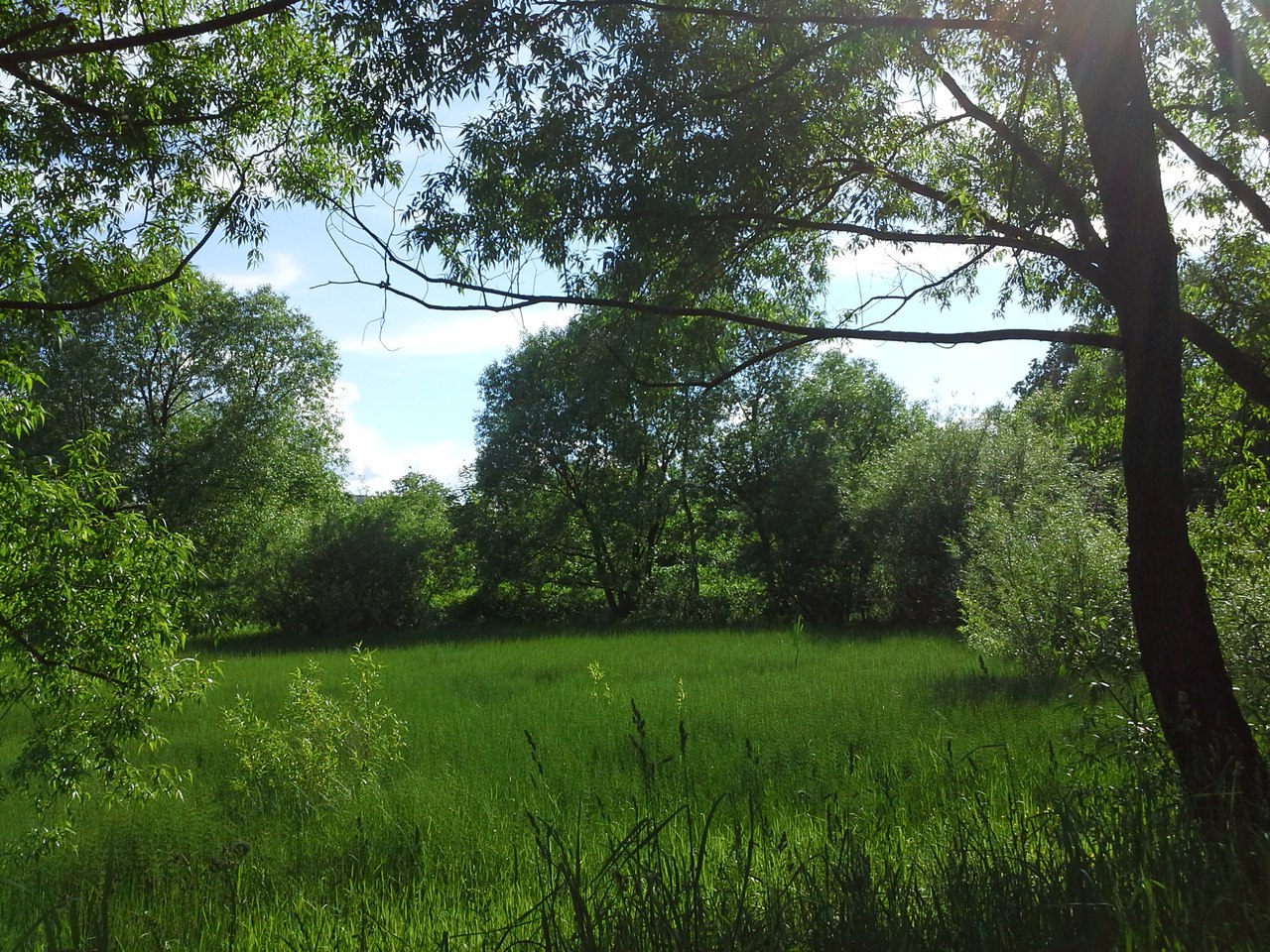 Бутовский лесопарк, image of landscape/habitat.