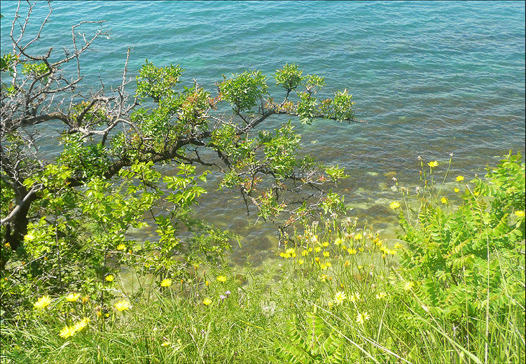 Окрестности мыса Шесхарис, image of landscape/habitat.