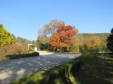 Korea National Arboretum (KNA), image of landscape/habitat.