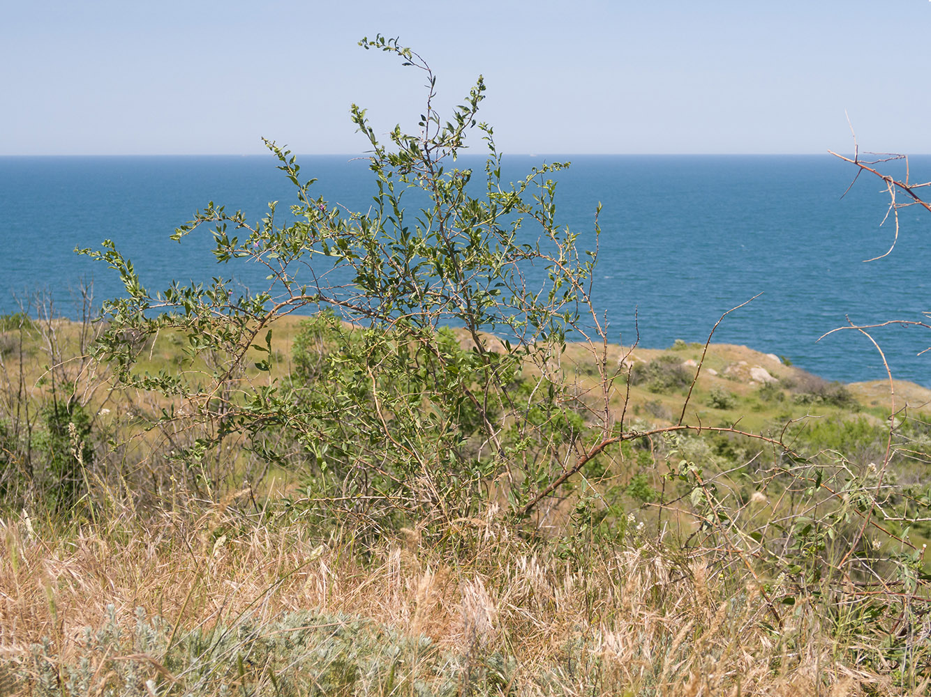 Окрестности Осовин, image of landscape/habitat.