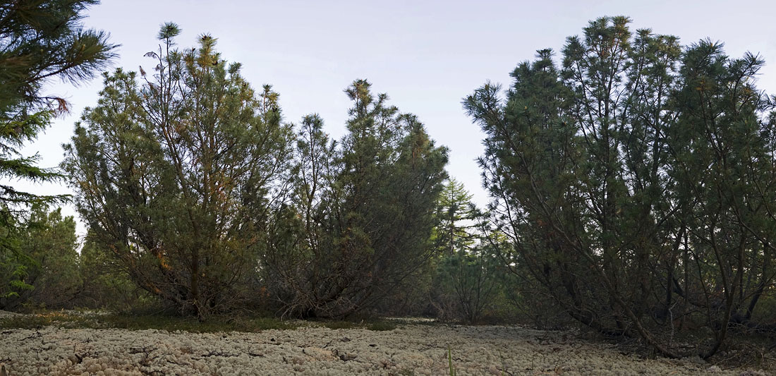 Вал, image of landscape/habitat.