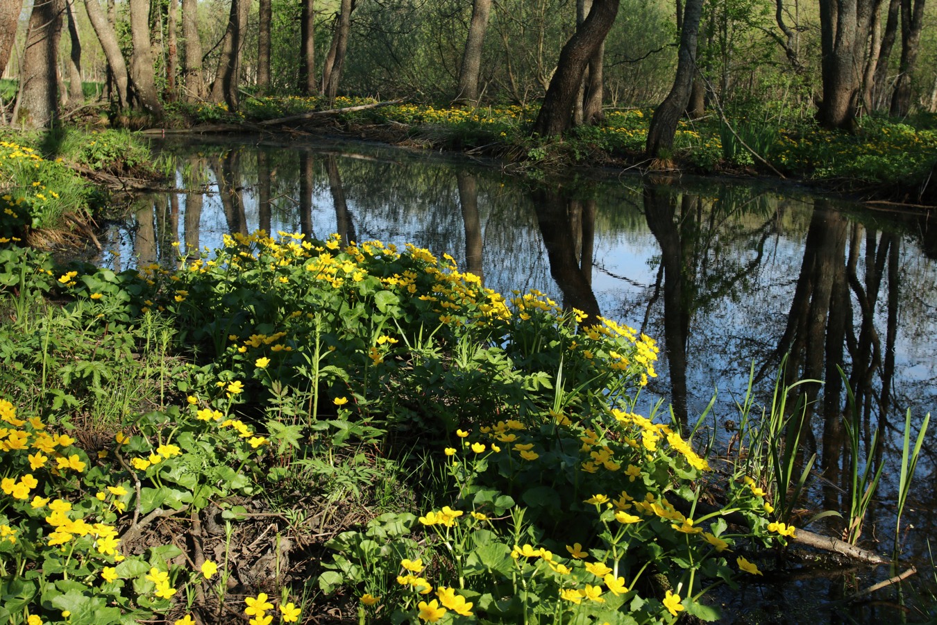 Большая Ижора, image of landscape/habitat.