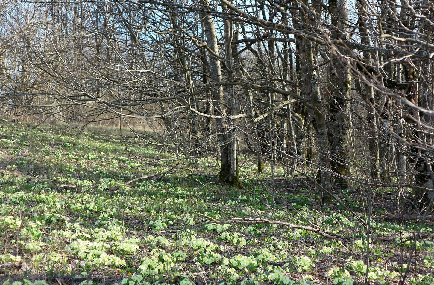 Гора Иорданова, image of landscape/habitat.