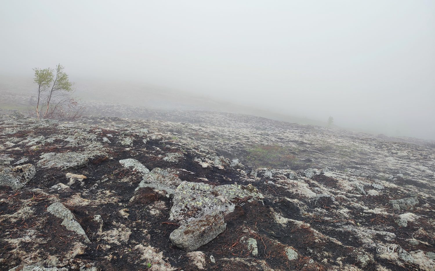 Север.склон зап.части Хибин, image of landscape/habitat.