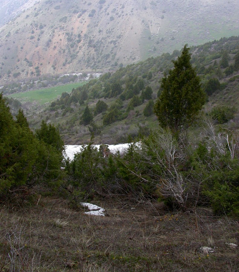 Сазаната, изображение ландшафта.