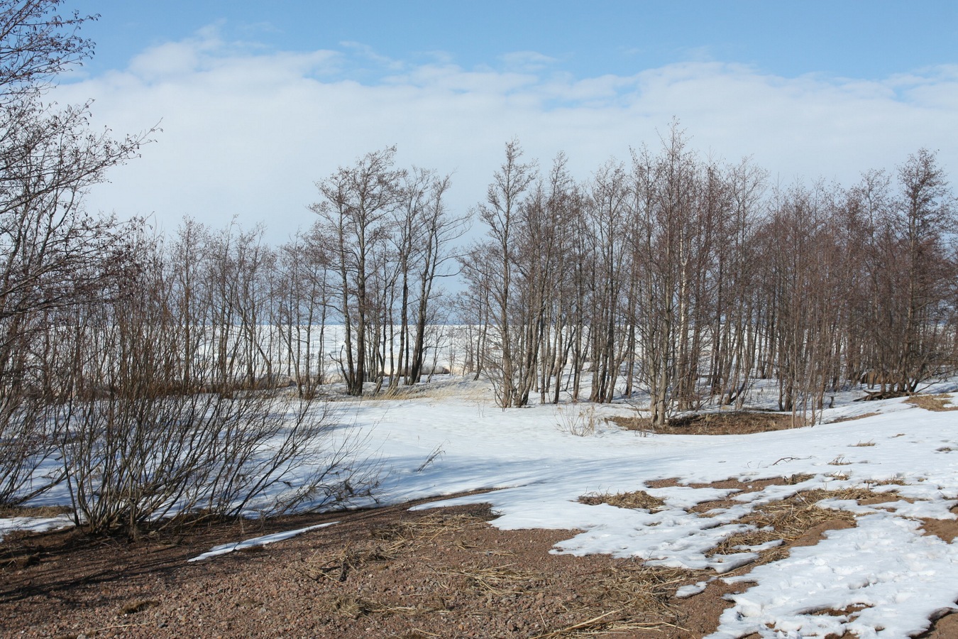 Шепелёвский маяк, image of landscape/habitat.