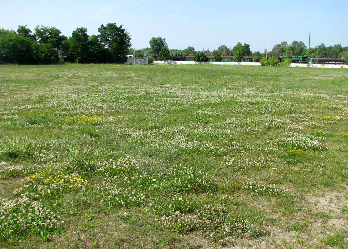 Брест, image of landscape/habitat.