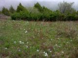 Сазаната, image of landscape/habitat.