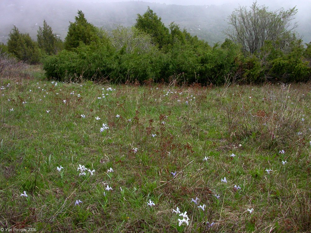 Сазаната, image of landscape/habitat.