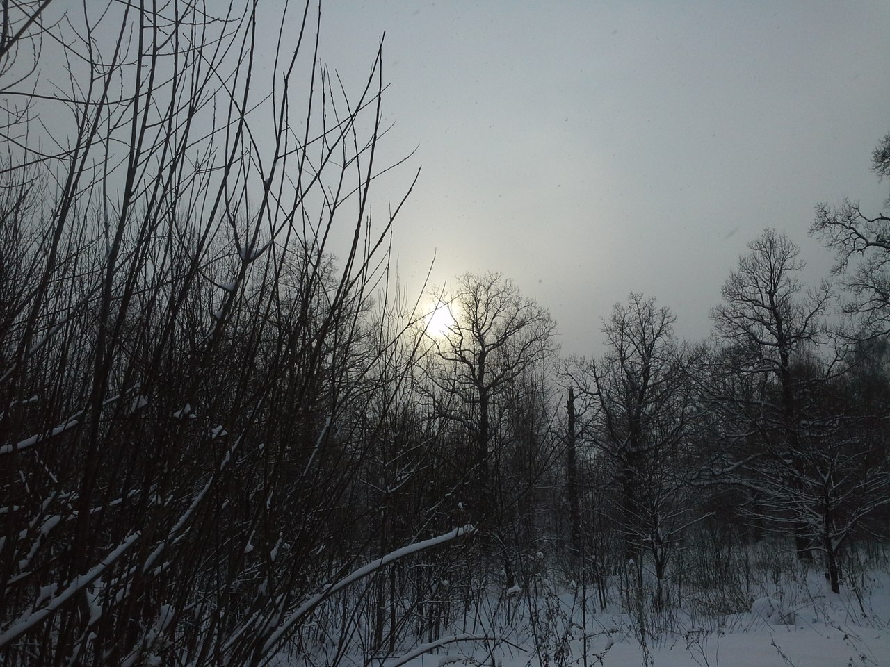 Бутовский лесопарк, image of landscape/habitat.