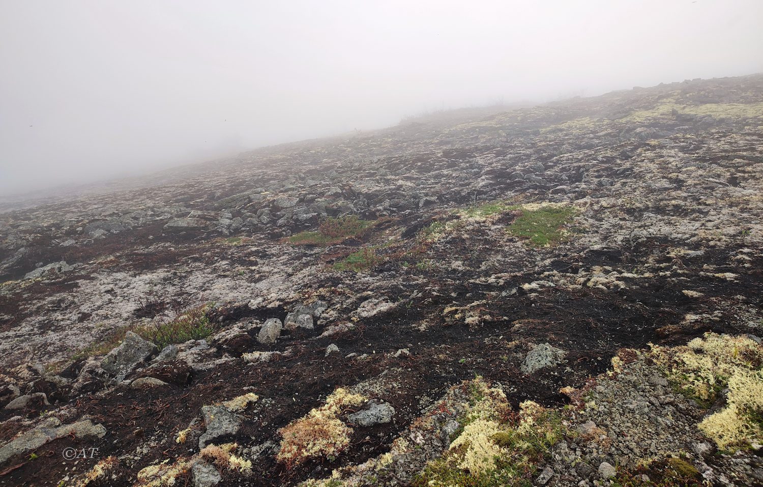 Север.склон зап.части Хибин, image of landscape/habitat.