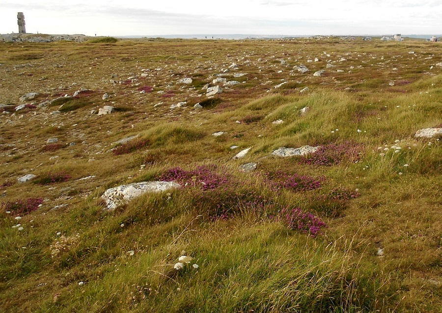 Мыс Пен-Ир, image of landscape/habitat.