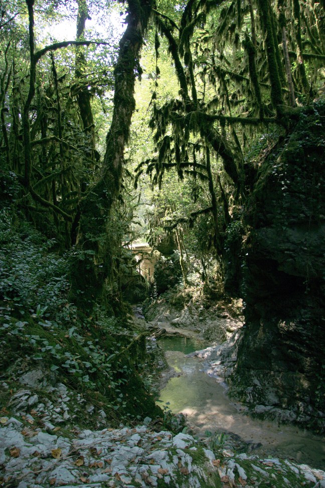 Гумиста, image of landscape/habitat.