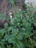 Frascati (Rome), image of landscape/habitat.