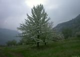 Сазаната, image of landscape/habitat.