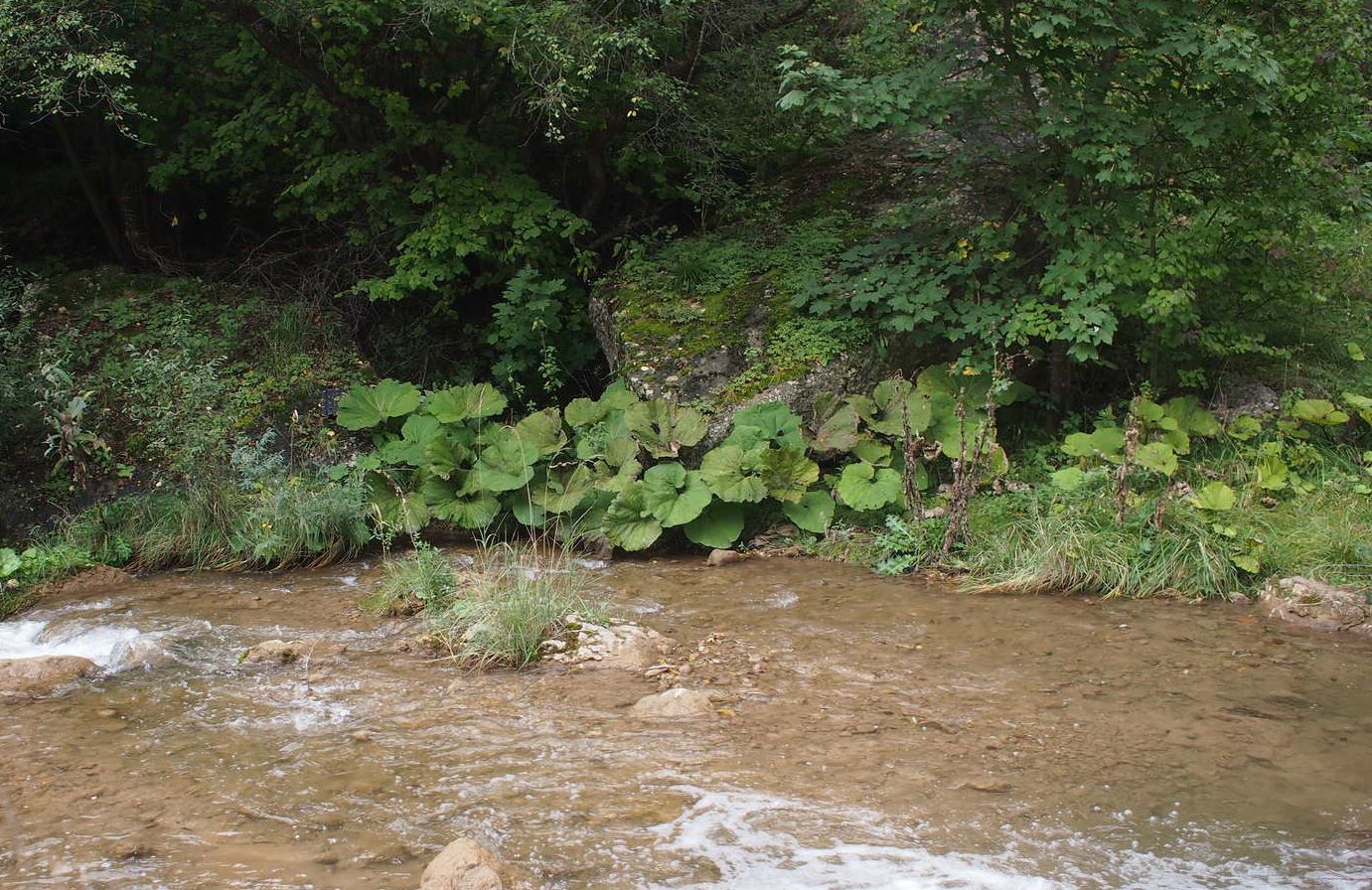 Берёзовское ущелье, image of landscape/habitat.