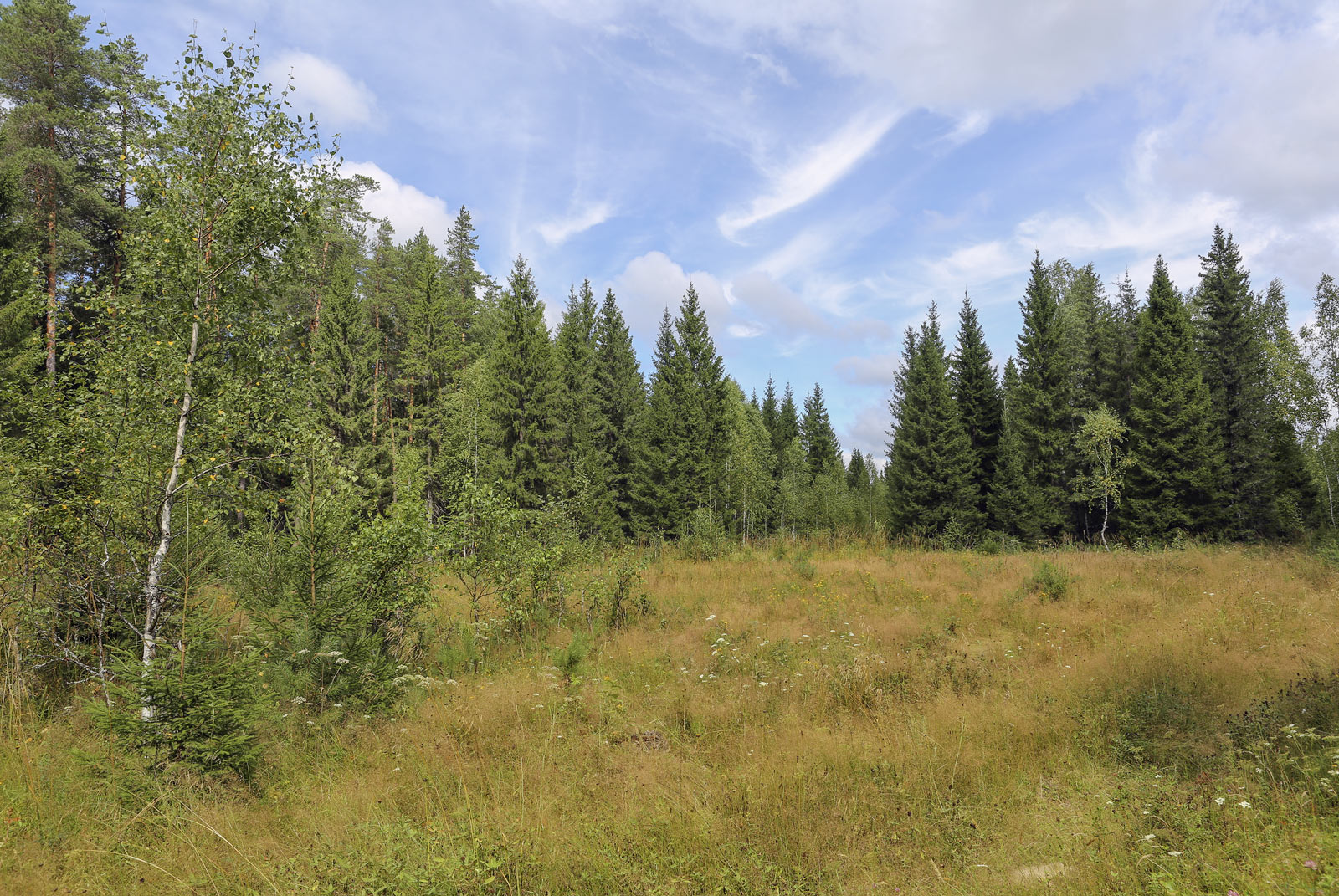 Кунчурихинский бор, image of landscape/habitat.