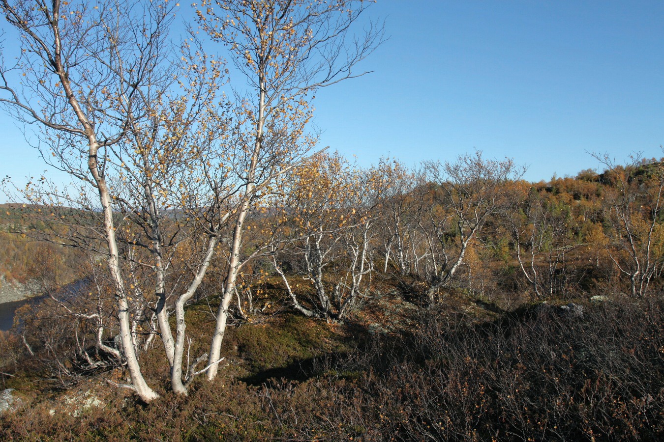 Могильный Ров, image of landscape/habitat.