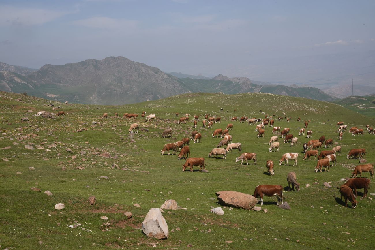 Локальный перевал, image of landscape/habitat.