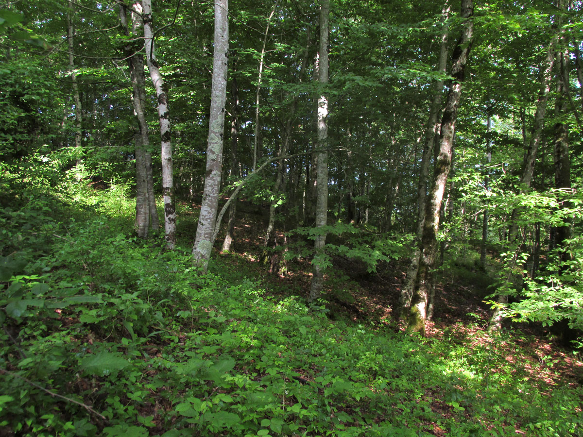 Окрестности села Хлебороб, image of landscape/habitat.