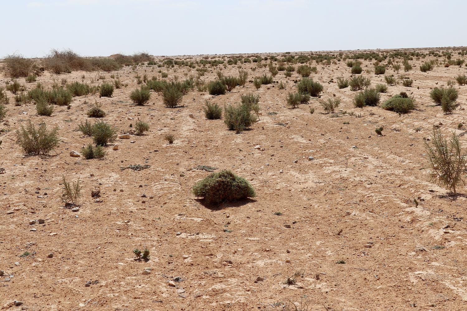 Восточный Матрух, image of landscape/habitat.