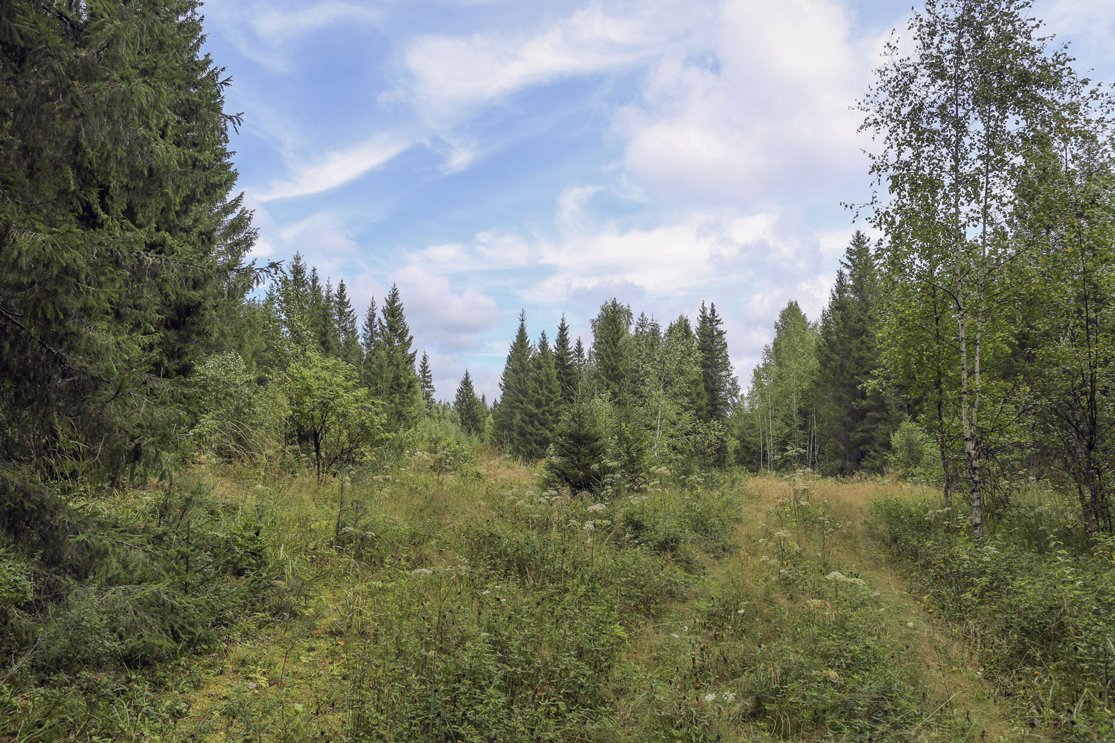 Кунчурихинский бор, image of landscape/habitat.