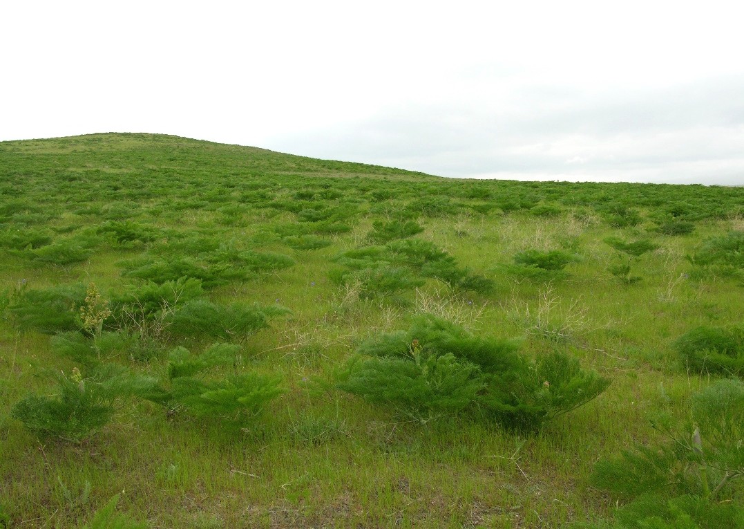 Куюк, image of landscape/habitat.