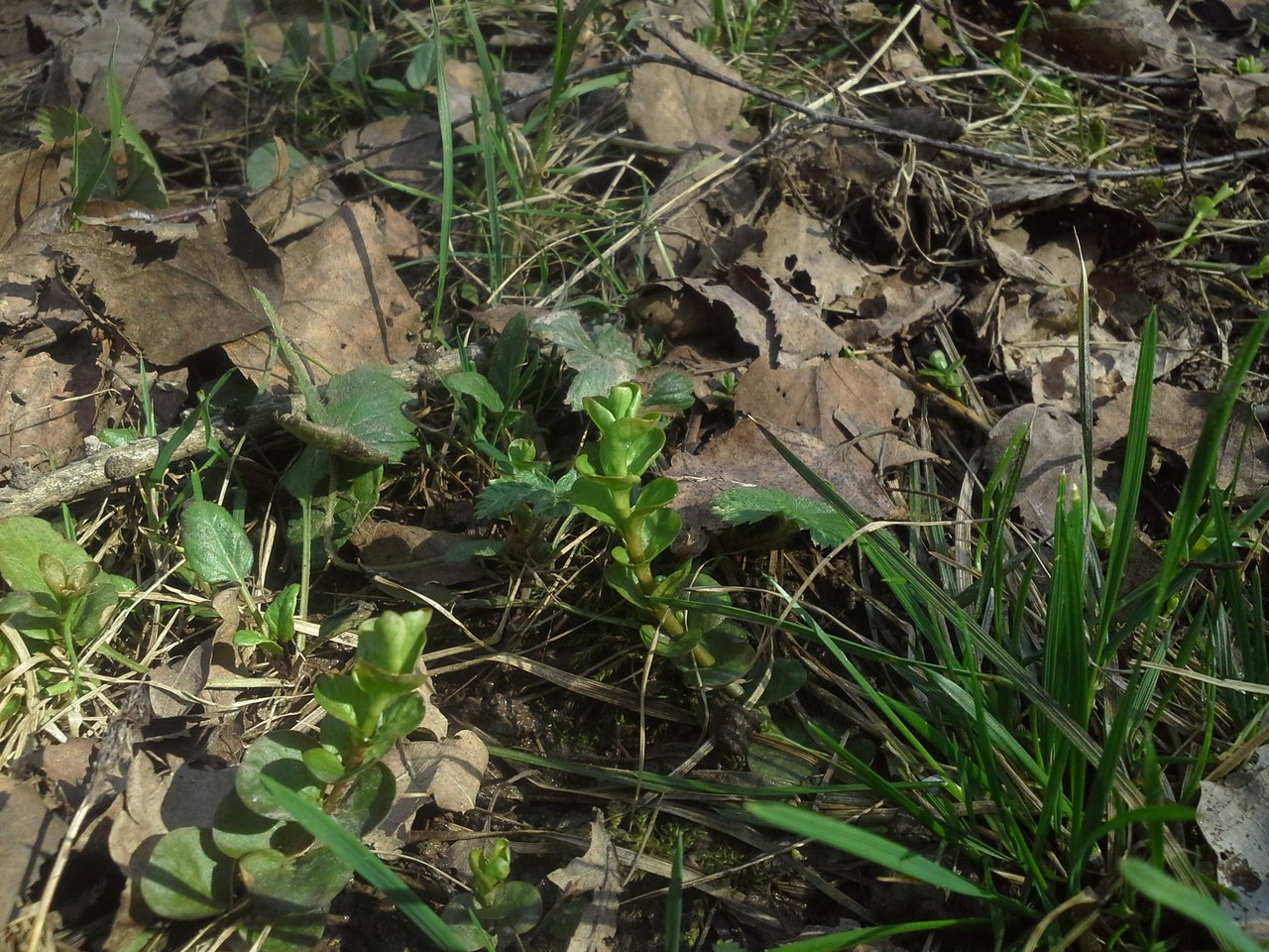 Бутовский лесопарк, image of landscape/habitat.