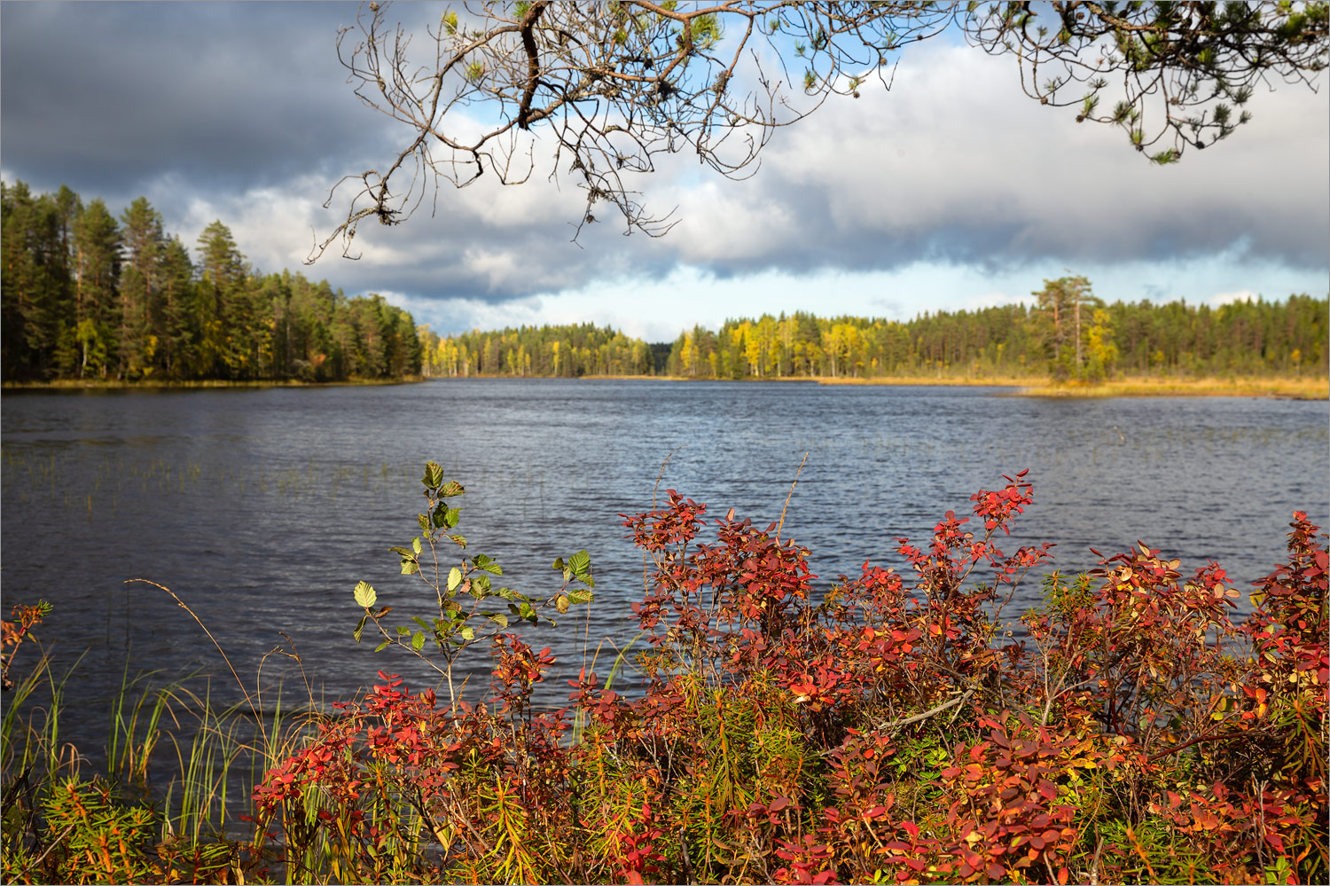 Толвоярви, image of landscape/habitat.