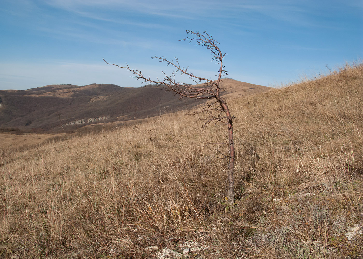 Урочище Солдатский Бугор, image of landscape/habitat.