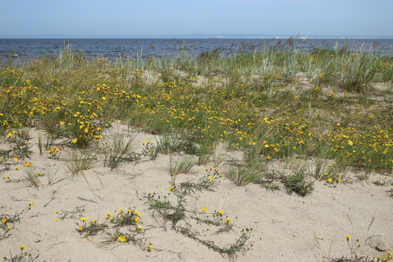 Окрестности деревни Выбье, image of landscape/habitat.